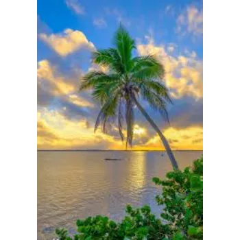 Natural Palm Tree